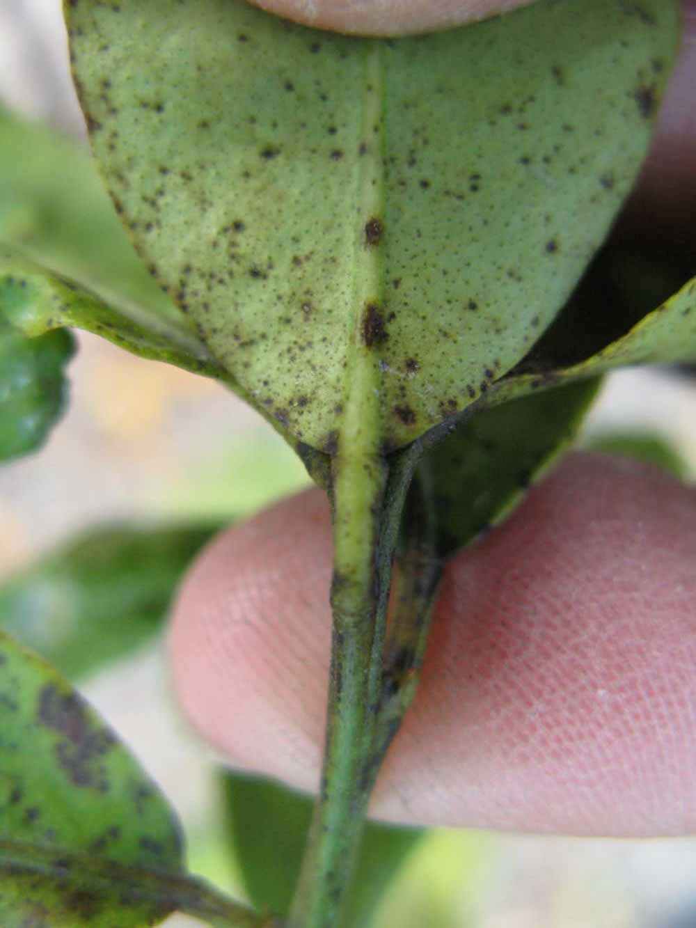              Petiole (Riverside, CA)       